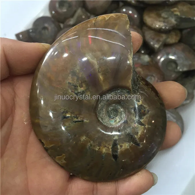 Natural Cheap Price Ammonite Fossil Stone Rainbow Ammonite Fossil for Sale