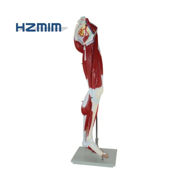 13 Parts Human Body Leg Muscle Anatomical Torso Model