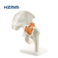 Human Hip Joint Skeleton Model for Medical Teaching Scale Hip Joint Model