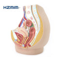 Human Uterus Model Female Reproductive System Model