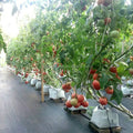 White Strawberry Grow Bags Garden Plant Grow Bags Plastic Waterproof Nursery Grow Bag