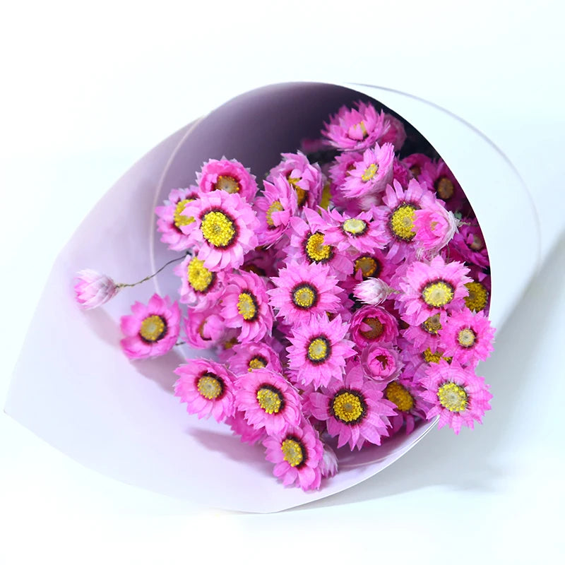 Hot Selling Product Dried Daisy Flower Rodanthe Daisy Preserved Dried Flowers Preserved Daisies for Home Decoration