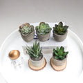 Set of 5 Artificial Succulent Potted Plants Assorted Potted Succulents Plants Decorative  Potted Faux Plants