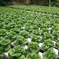 Food Grade Vertical Tower PVC Nft Channel for Strawberry Growing