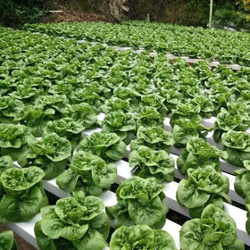 Food Grade Vertical Tower PVC Nft Channel for Strawberry Growing