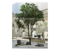 Large Artificial Green Leaf Ficus Tree for Coffee Shop Decor 5m Silken Fiberglass Trunk for Wedding Occasions