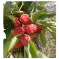 Storehousebush Mandarin Melon Berry Silkworm Thorn Wholesale Raw Dried Cudrania Tricuspidata Fruit for Sale
