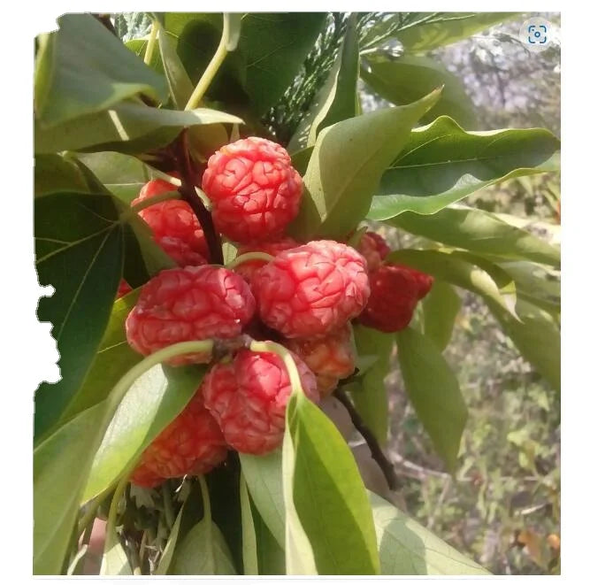 Storehousebush Mandarin Melon Berry Silkworm Thorn Wholesale Raw Dried Cudrania Tricuspidata Fruit for Sale