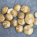 Natural Spcimen Polished Starfish Asteroid Fossil for Sale Healing Stones