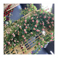 Factory Direct Rose Wall Hanging Artificial Vine  for Easter for School