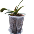 Garden Supplies Cheap Garden Plastic clear Plant Pot 10 Inch Transparent Nursery Pot