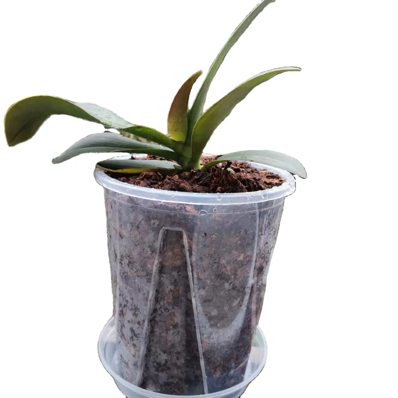Garden Supplies Cheap Garden Plastic clear Plant Pot 10 Inch Transparent Nursery Pot