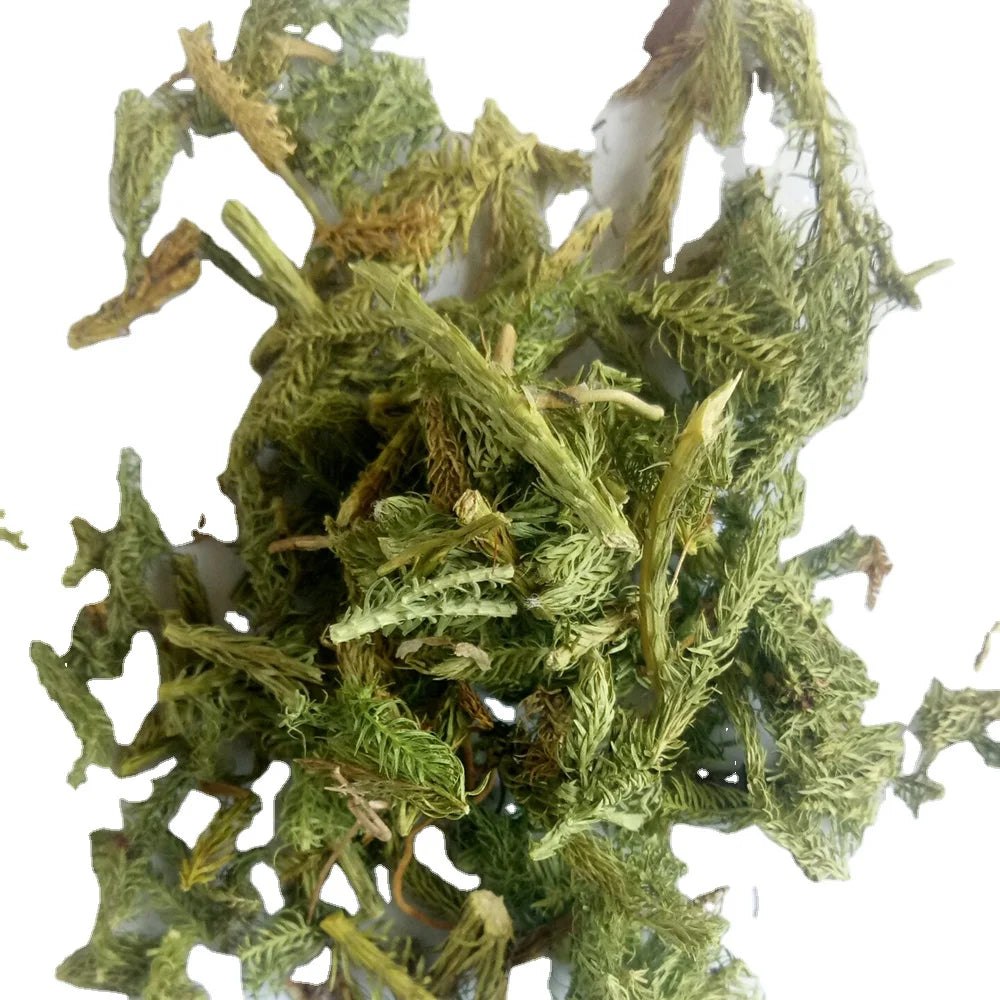 Green Dried Lycopodium Clavatum Running Clubmoss Plants Cuts for Sale