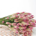 Yunnan Natural Dried Flowers Phoenix-tail Fern for Home Decoration