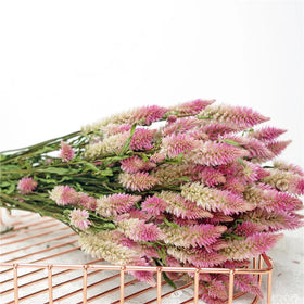 Yunnan Natural Dried Flowers Phoenix-tail Fern for Home Decoration