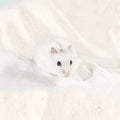 Hamster Bath Sand Wholesale 500g-1kg Totoro Gold Silk Bear Bath Bath Sand Deodorization Cleaning