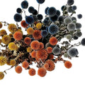 UKIQUEEN Wholesale Hot Selling Blue Thistle Dried Flowers Tinted Eryngium Dry Preserved Flowers Echinops
