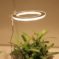Mini Single Ring Angle Full Spectrum USB Grow Light Small Size Plant Growth Lamp LED Plant Grow Light for Indoor Plant