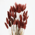 Zante Wholesale 60 Pcs BIG Heads Color and Black Bunny tails Rabbit Tail Grass Dried Lagurus Ovatus for Home Decor