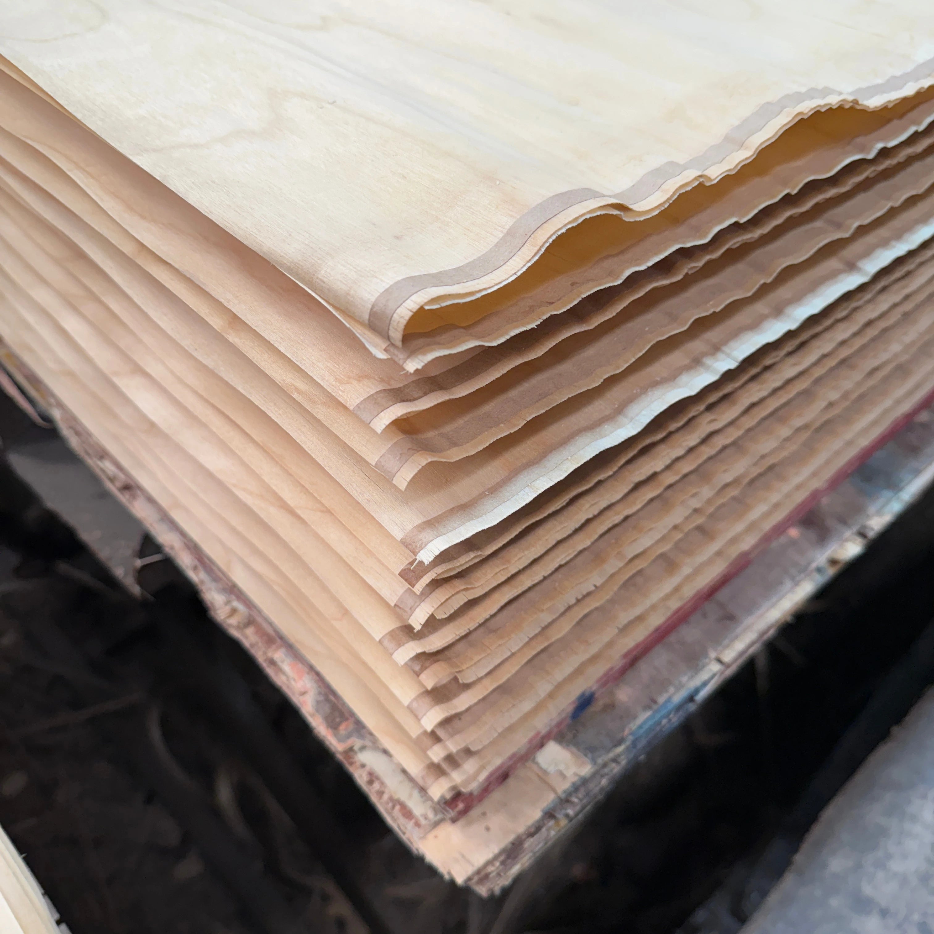 White Birch C/D 16*1232*2452mm  UV2