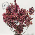 Yunnan Spring Supply Preserved Flowers Fringed Iris Japonica for Decorative Flowers