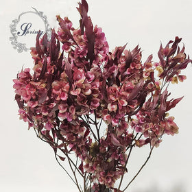 Yunnan Spring Supply Preserved Flowers Fringed Iris Japonica for Decorative Flowers