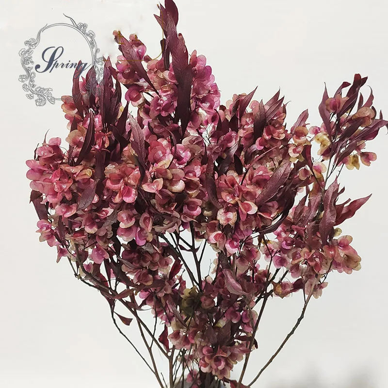 Yunnan Spring Supply Preserved Flowers Fringed Iris Japonica for Decorative Flowers
