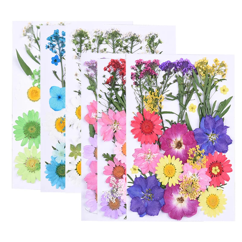 Wholesale DIY Mixed Dry Pressed 3D Real Natural Colorful Dried Flowers for Nail Art