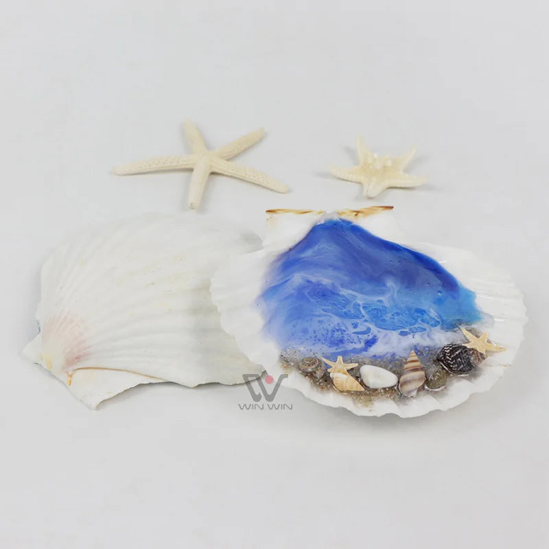 Natural Sea Snail Craft Sell Natural Triton Shell/ Snail Shells / Abalone Sea Shell Resin Sea Wave for DecorationHandicrafts