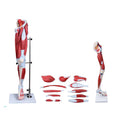 Human Muscle Model Human Muscle Anatomy Model Muscles of the Human Leg 13parts