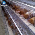 Chicken Cage Farm Equipment a Type or H Type of Layer Chicken Cages