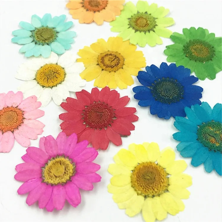 T308 Natural White Real Chrysanthemum Flower Daisies Pressed Flowers for Resin Jewelry Necklace Cardmaking Ring Vacuum Package