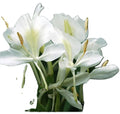 New Organic Butterfly Ginger Flower Raw Whole Dry White Butterfly Gingers Flowers Tea