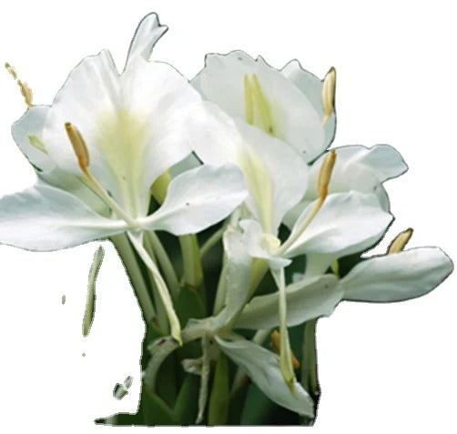 New Organic Butterfly Ginger Flower Raw Whole Dry White Butterfly Gingers Flowers Tea