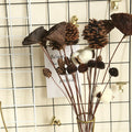 O-X792 DIY Natural Dried Flowers Wholesale Price Decorative Natural Pinecones Dried Acorns Lotus Seedpod for Home Wedding Decor