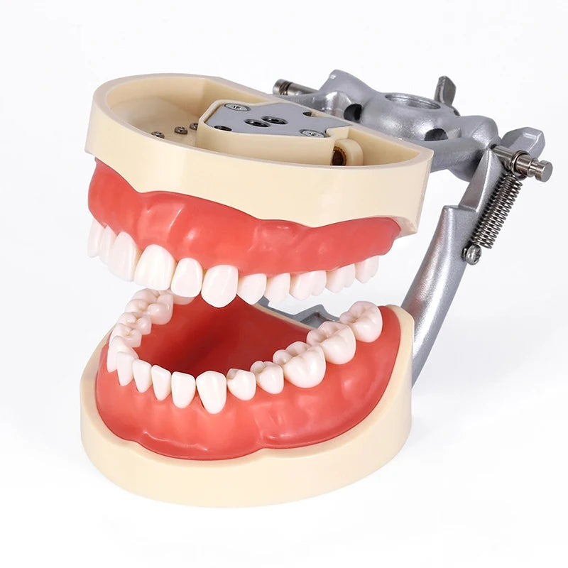 Dental Teaching Teeth Model with 32 Removable Teeth Soft Gum Model Used for Dental Practice Teaching
