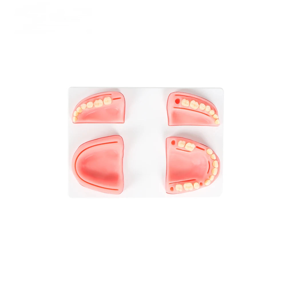Silicone Training Model with Resin Teeth Human Dental Manikin for Suture Practice Nurse Training in Medical Science Education