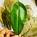 Dried Soursop Leaf Sustainable Harvest Xanadu Natural Graviola Wild Plant Leaves Guanabana Fruits Tisane Tea Vacuum Bulk Pack