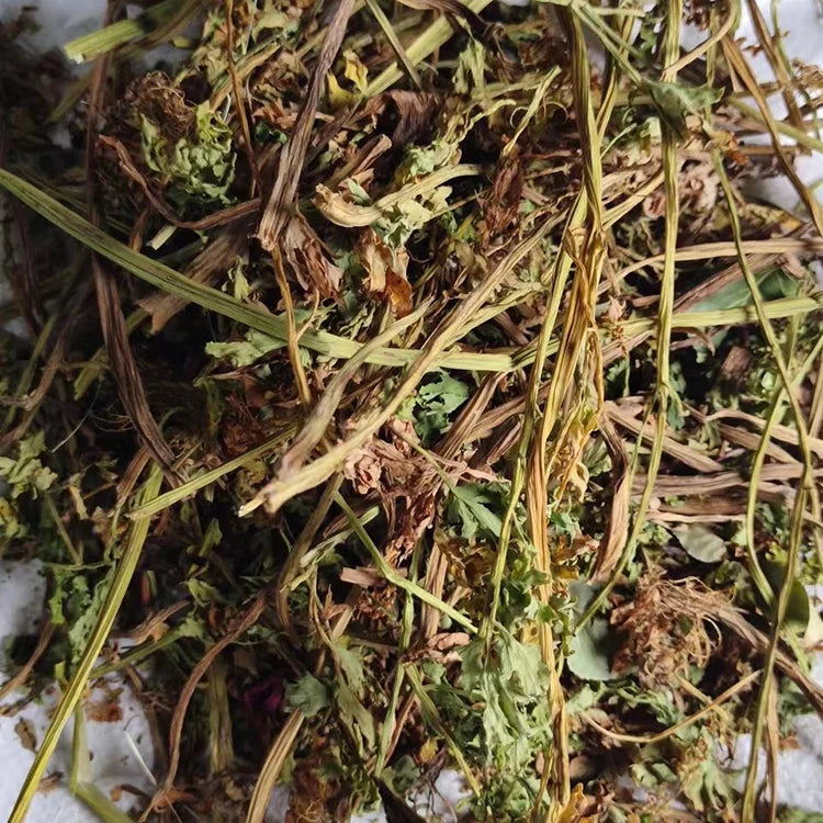 Pure Natural High Mountain Herbs Corydalis Plant Dried Corydalis Nobilis