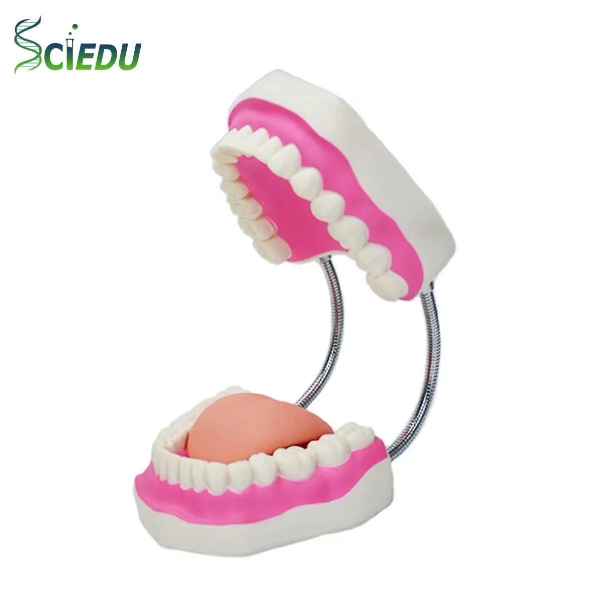 6 Times Dental Model Teeth Magnification Dental Training Models Brushing Flossing Practice Dental Tooth Model