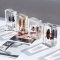 Transparent Resin Insect Real Spider Scorpion Specimen Souvenirs Insect Resin Crafts for Home Decoration