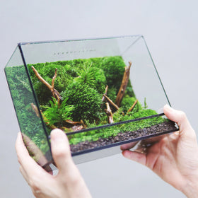 Every Love Wholesale Herbarium (S) ZERO Preserved Moss Terrarium Botanical Collection Box
