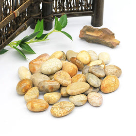 Wholesale Natural Chrysanthemum Rock Healing Stone Fossil Coral Jade Tumbled for Decoration