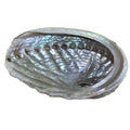 Wholesale High Quality Hot Sale Rale High Quality Hot Sale Rainbow Sea Shells Natural Raw Polished Abalone Shell for Sale