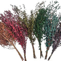 Real Preserved Eucalyptus Plant House Decorative Vase Filling Branches Wedding Graduation Freeze-Dried Long Lasting 3-5 Years
