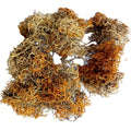 China Wild rare Precious Red Snow Fungus Dried Red Snow Tea for Sale