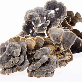 Cultivated Raw Natural Dried Trametes Versicolor Mushrooms Turkey Tail