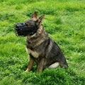 Adjustable Pitbull Muzzle - Stainless Steel & Leather Anti-Bite for Aggressive Dogs Durable Breathable Training Muzzle