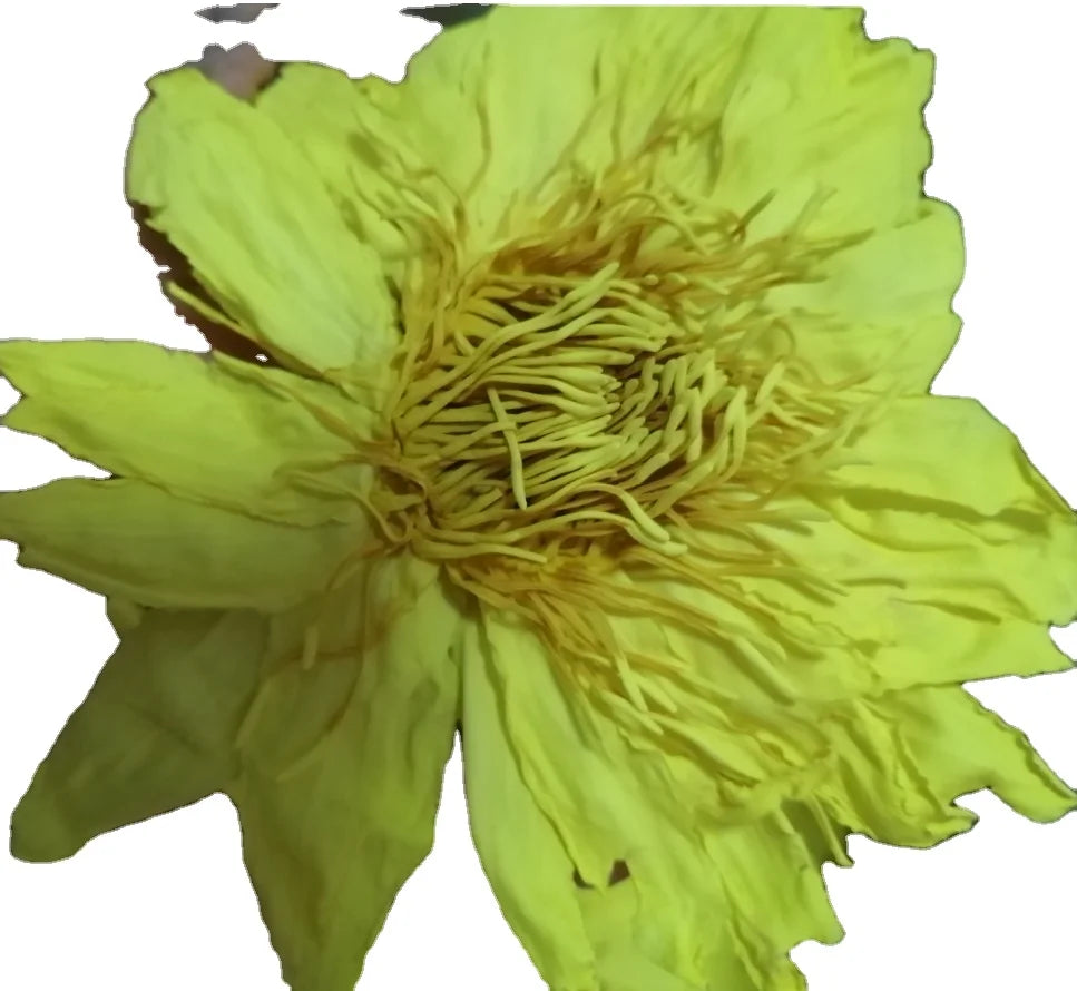 Raw Dried Fragrant Nymphaea Yellow Flower Nymphaea Ampla Natural Yellow Nymphaea Ampla Flowers for Tea