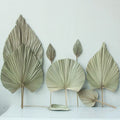 Wholesale Palm Plant Fan Natural Flower Dried Palm Leaf Decoration for Wedding Decoration Dried Palm Leaf Vase Flower